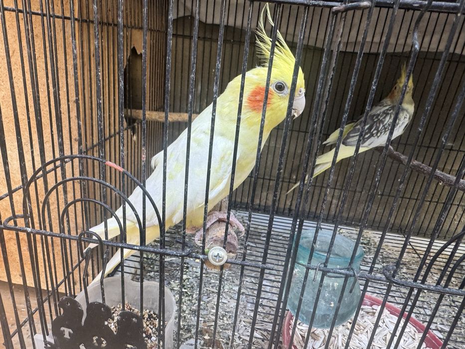 korella gapiradiga sotiladi hotini bilan