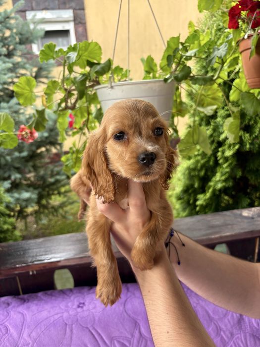 Cocker Spaniel băiat
