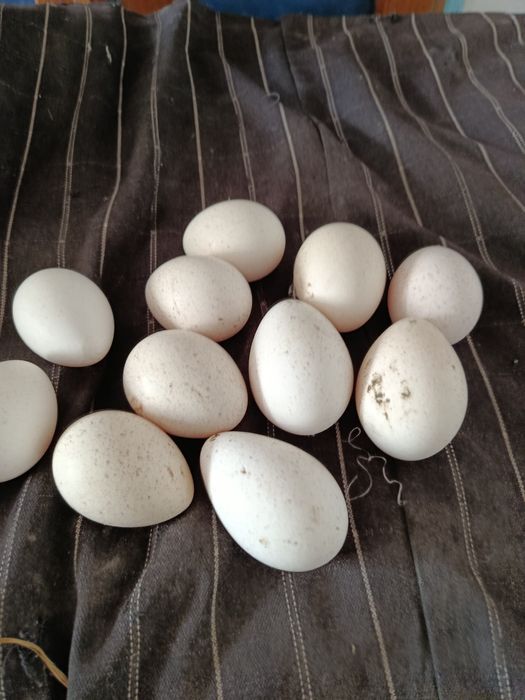 Kurka induyk tuxumlari