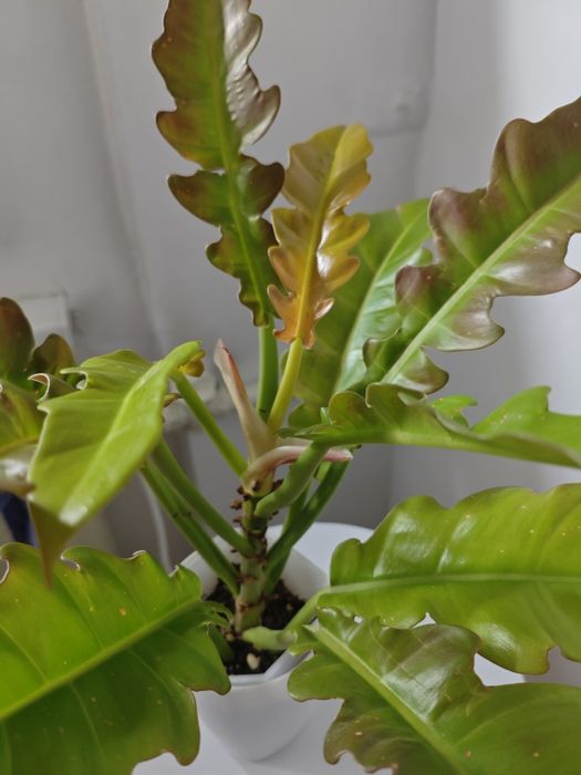 Филодендрон Золотой Дракон