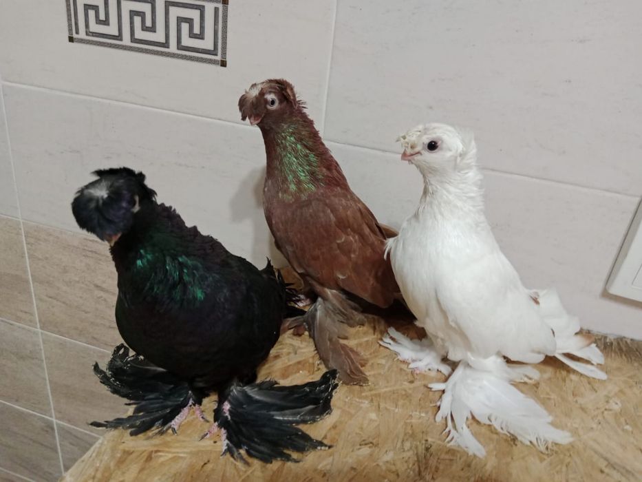 Продам    голубей