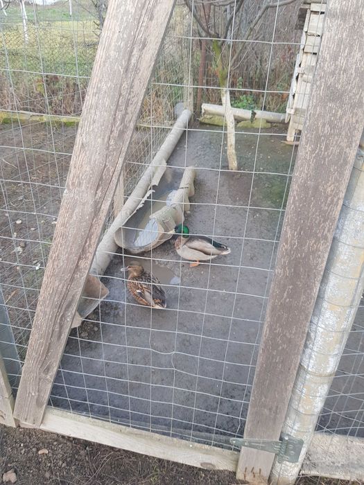 Rate salbatice de vanzare