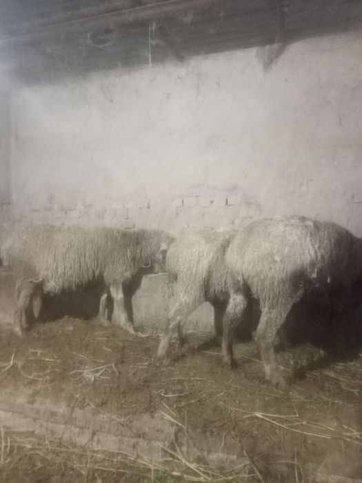 Бараны котные буаз қой