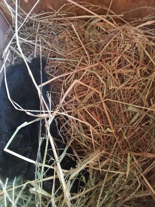 Продам декоративных кроликов