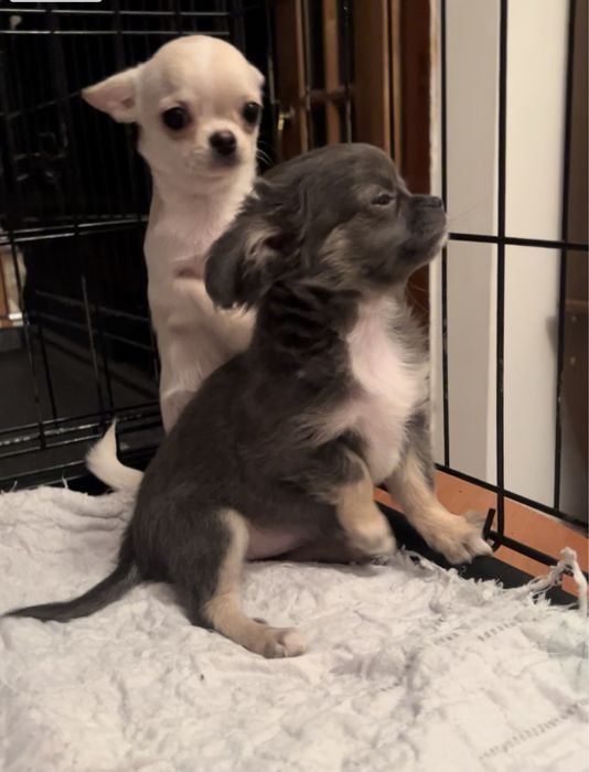 ЧИХУАХУА, девочка, 3 мес.