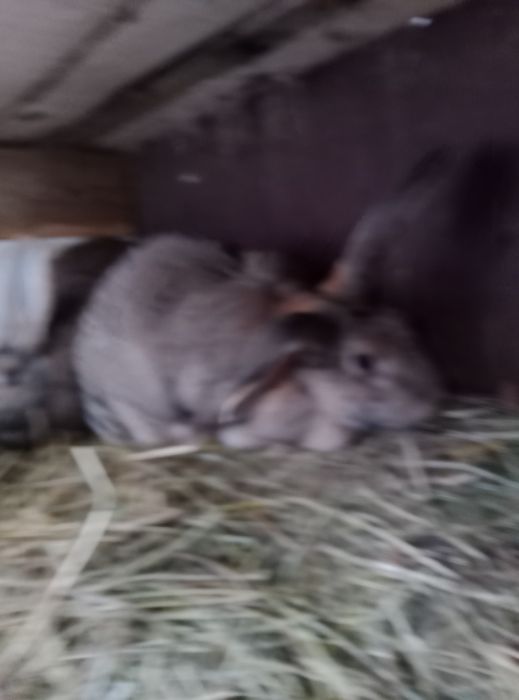 Iepuroaice de vanzare