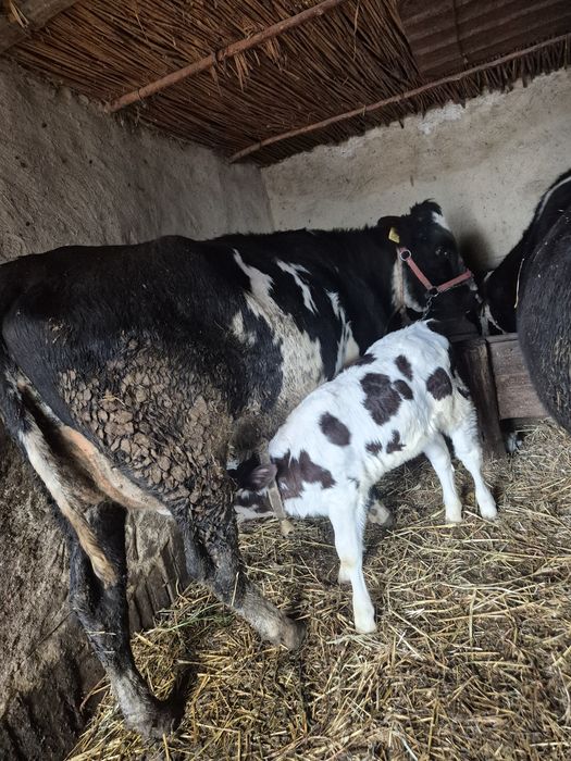 Vand vitea de prăsilă