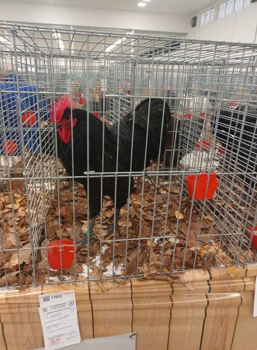 Ouă de incubat, pui australorp