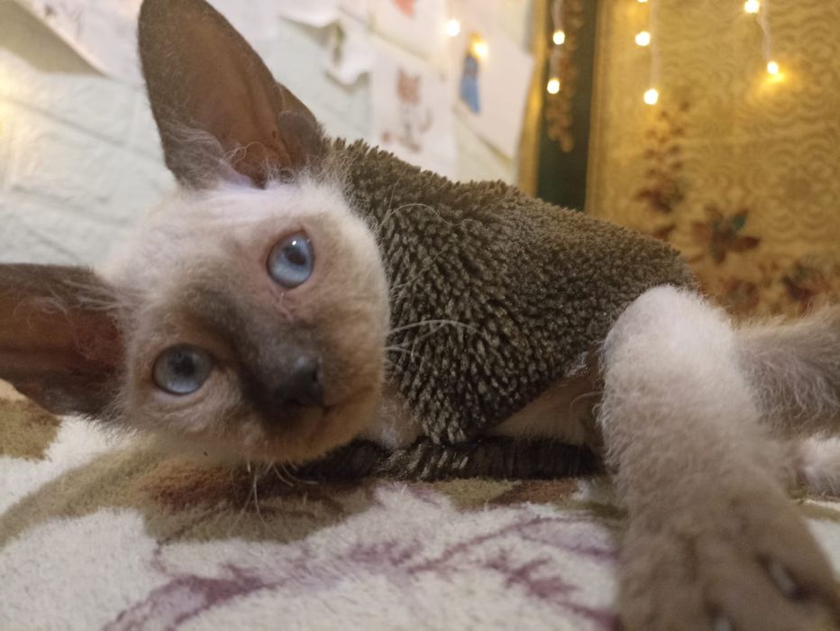 Продам котят браши 2