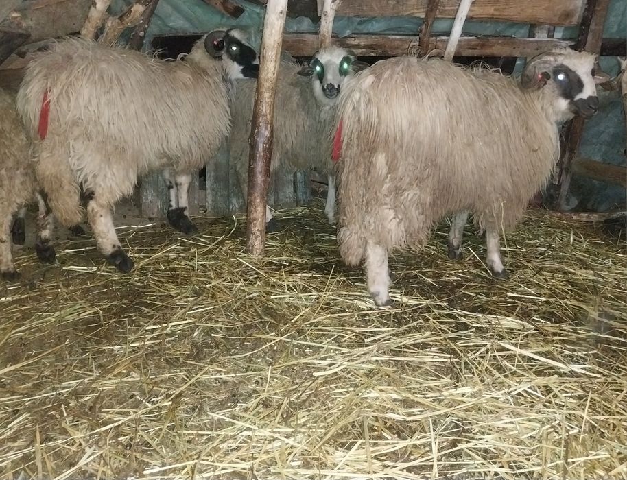 Vând doi berbeci brezi de anul trecut tineri .