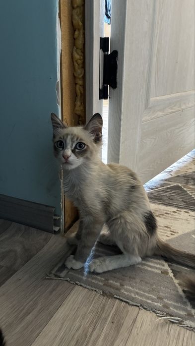 Отдам котенка в хорошие руки