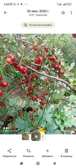 Вишня замороженная.