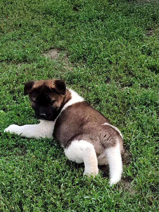 Femela akita american pedigree