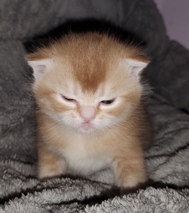 Котята шотландцы!