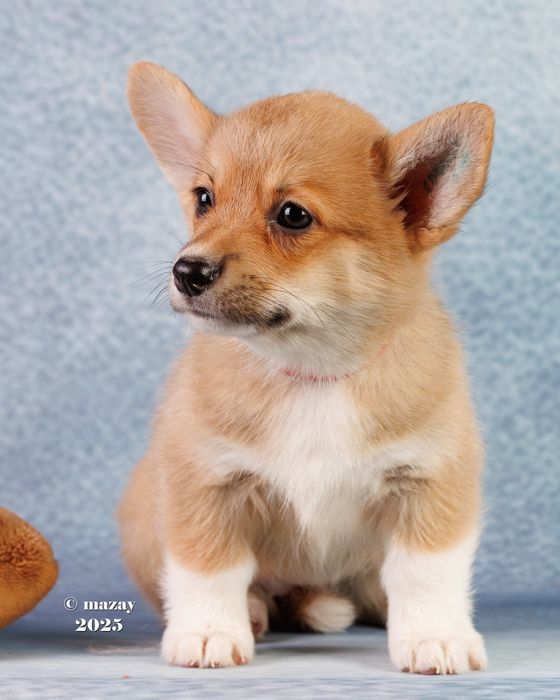 Шикарные щенки Корги.