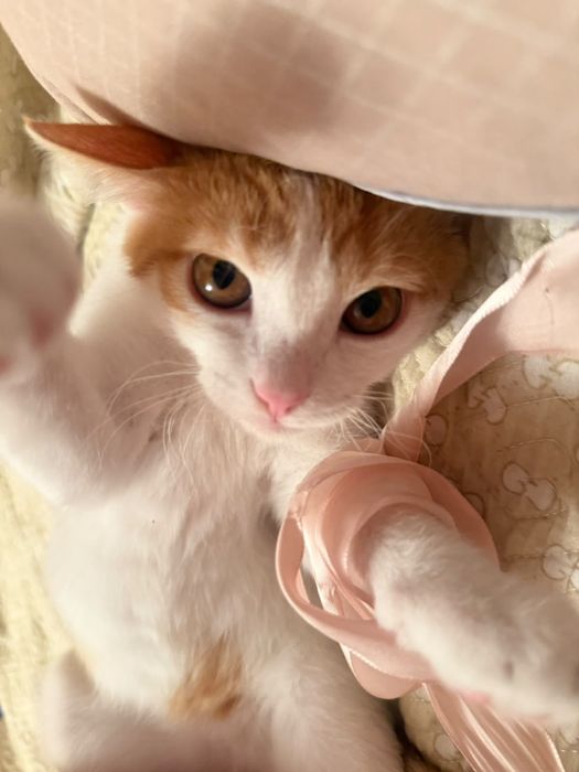 Отдается котенок в хорошие руки