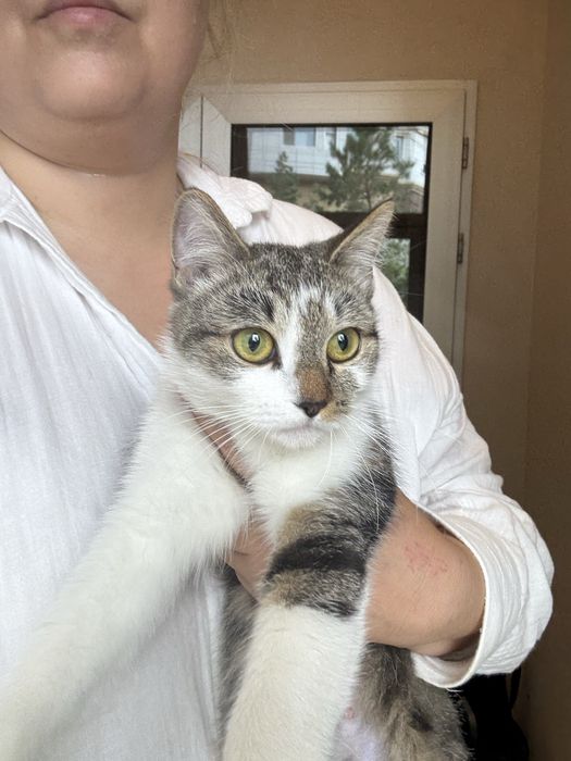 Отдам кошку ДУСЮ в добрые руки