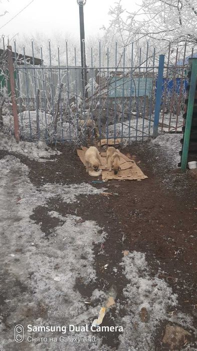 Ищем любящих хозяев для щенков!