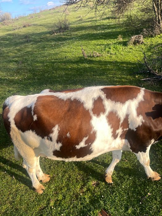 Крава за курбан на третото теле