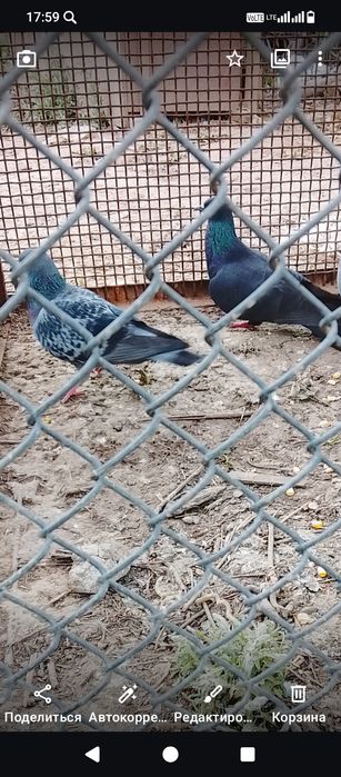 Продается Голуби