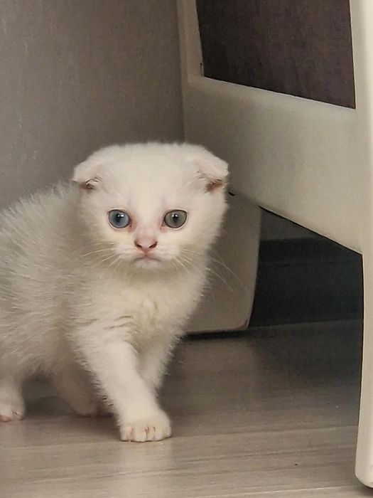 Котенок Шотландская Вислоухая