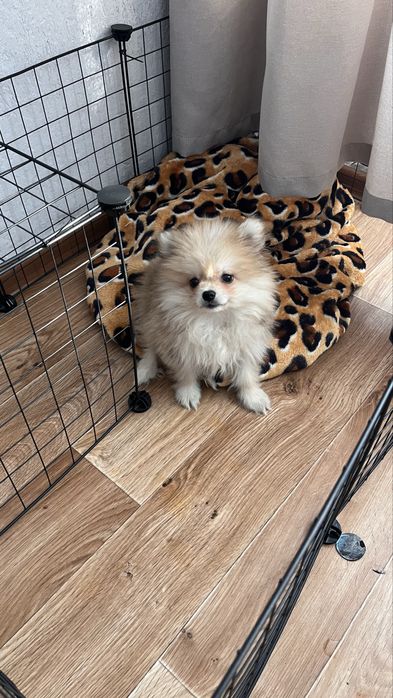 Продам щенка шпица