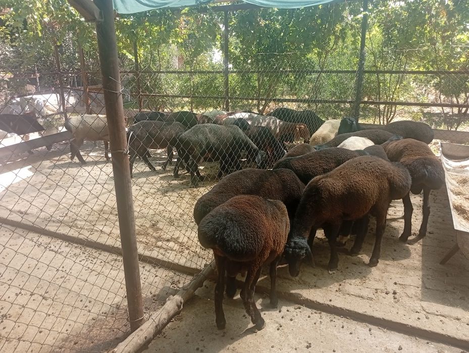 Qoʼchqorlar sotiladi sogʻlom yeb ichishi zoʼr soni 12ta
