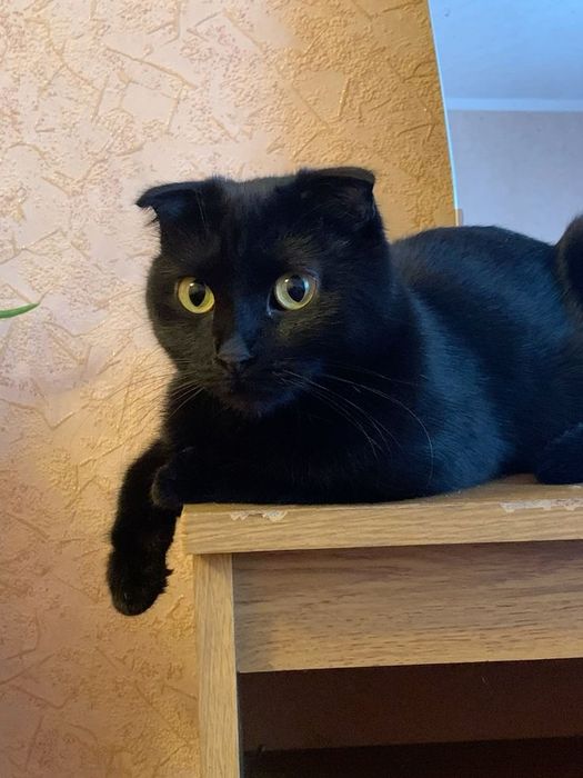 Scottish Fold mushuk