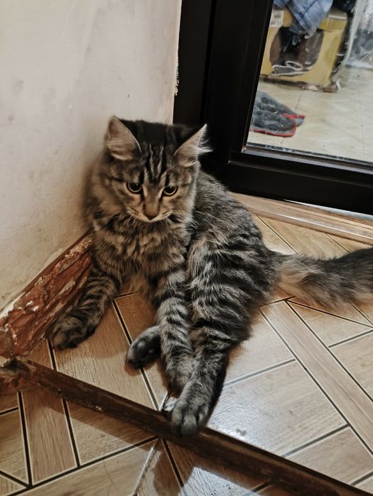 Отдам котят в хорошие руки