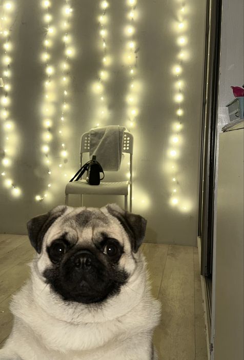 Мопс сладкий нету года