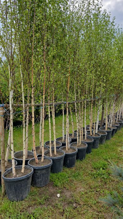 Brad la ghiveci / Mesteacan / leylandii