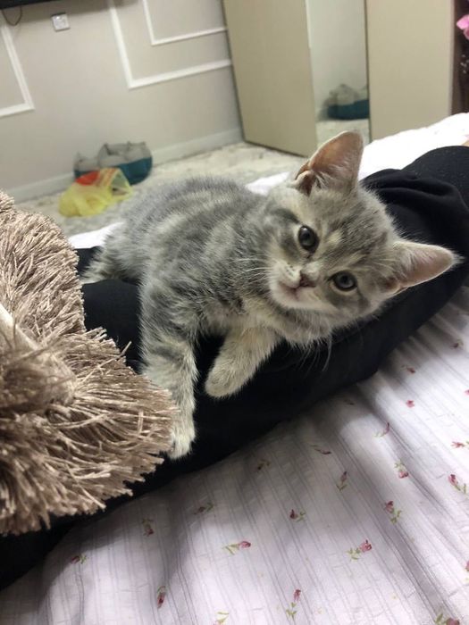 Породистые  Скоттиш страйт