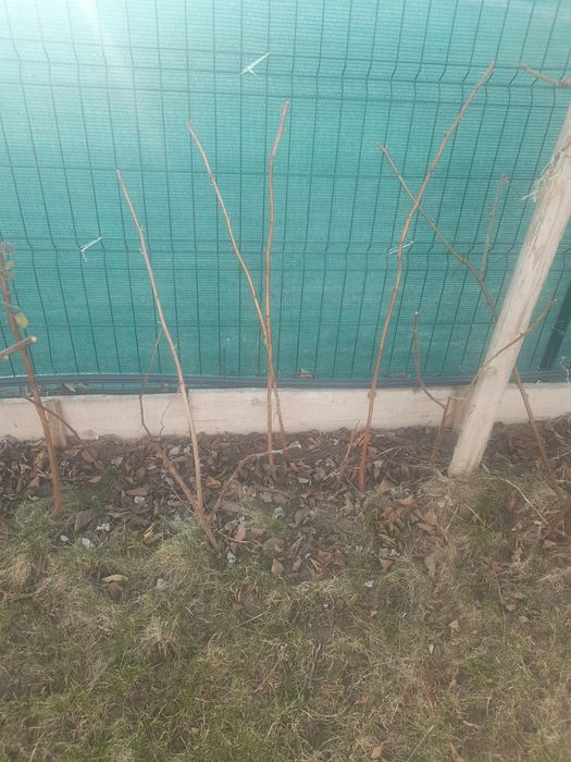 Fructe de padure mure tufe mari rodesc anul acesta