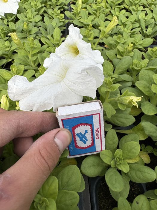 Продам   питунию