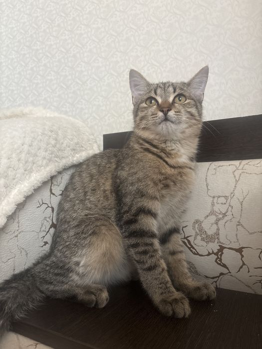 Отдам кота в хорошие руки