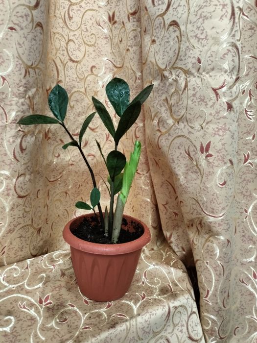 Продам замиакулькас