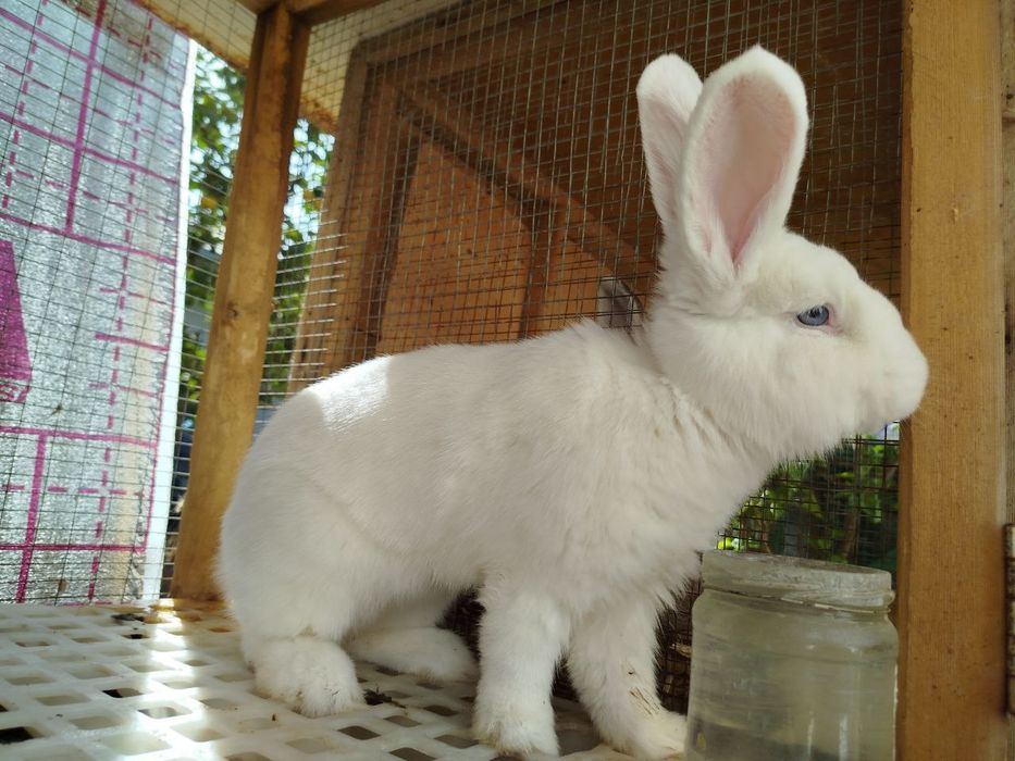 Venskiy Beliylar Qiyonlari Sotiladi.