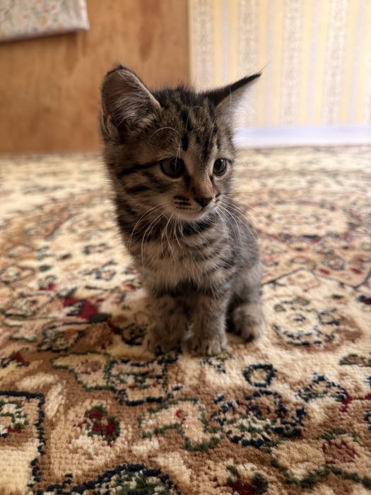 Отдам котенка в хорошие руки