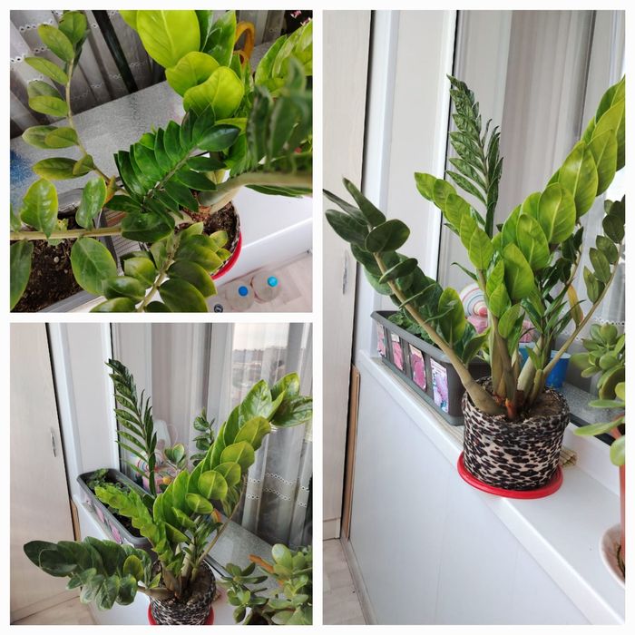 Комнатные растения