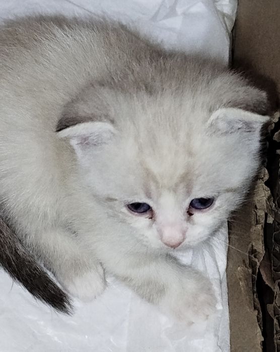 Mushu bolasi sotiladi