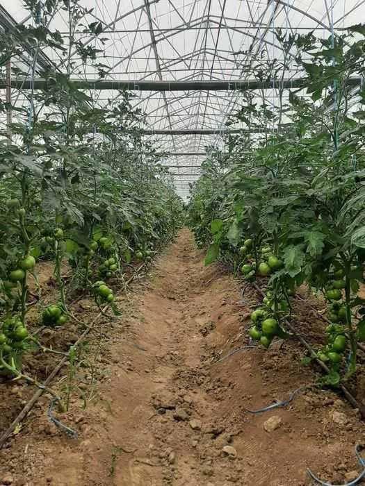 温室(温室)~现成的销售业务(温室、温室综合体)