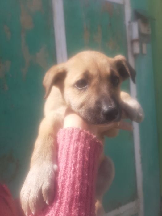 Щенки девочки   возраст  2,5 месяца