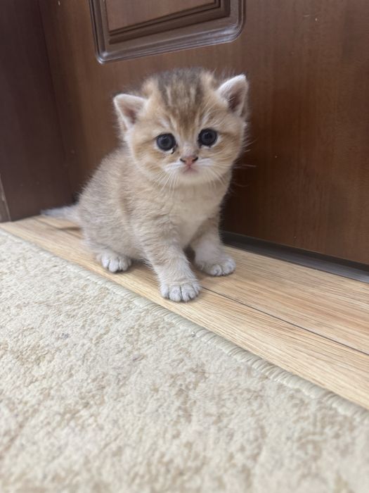 Золотистый шиншила к хорошим рукам
