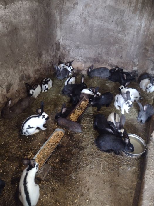 Зайци Немски пъстър великан Пеперуда