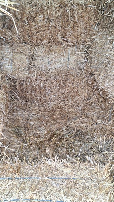 Baloț de paie de vânzare