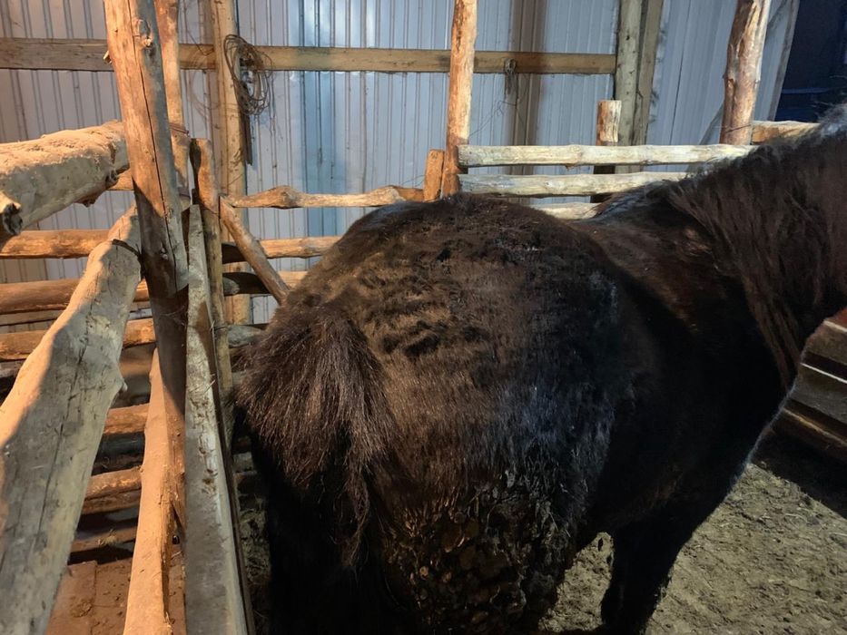 Байтал 700.000 тг