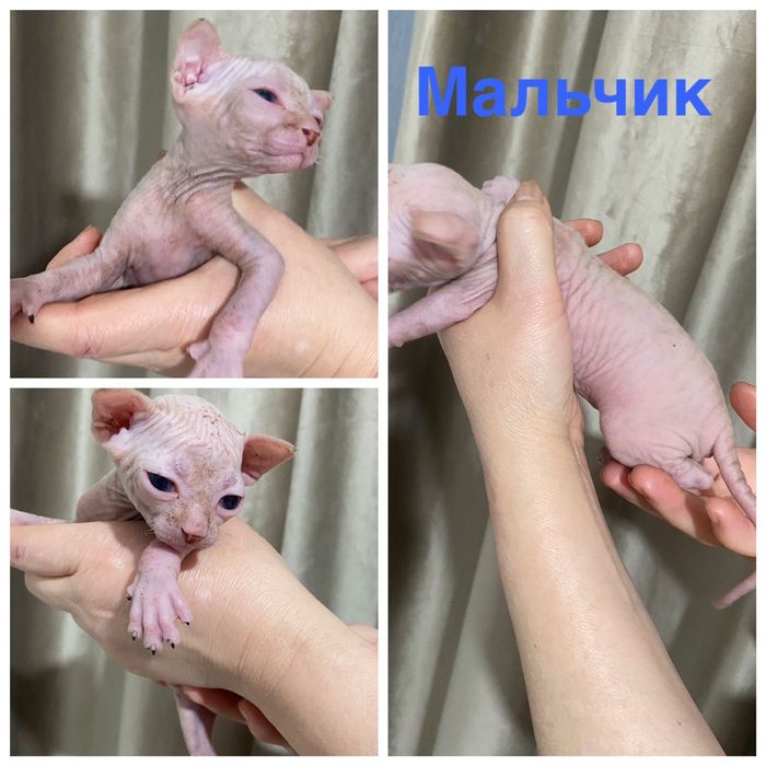 Бронь на Канадских сфинксов и эльфов