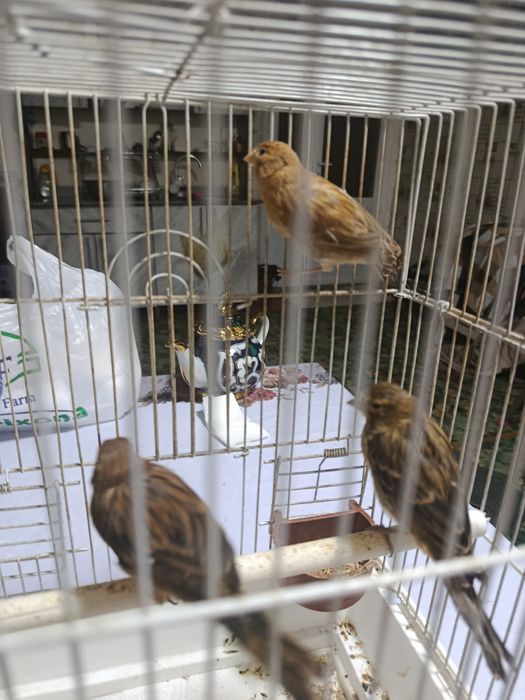 Kanareykalar sotiladi