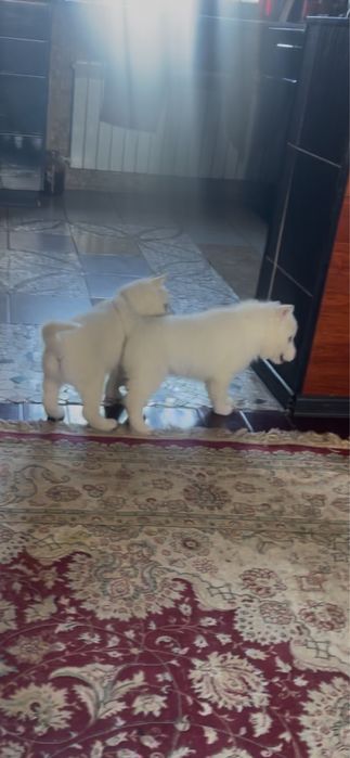 Белые хаски только в Питомнике Хаски Планета