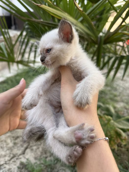 Сиамский котенок